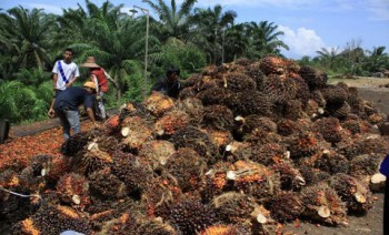 Target 1,6 Juta Hektar Kebun Sawit